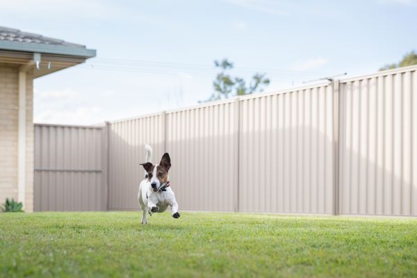 Dog Fencing Installation